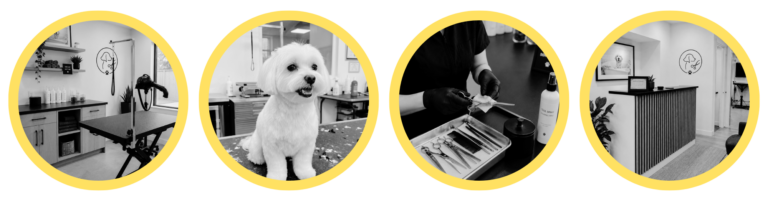 Pictures of a dog and a dog salon